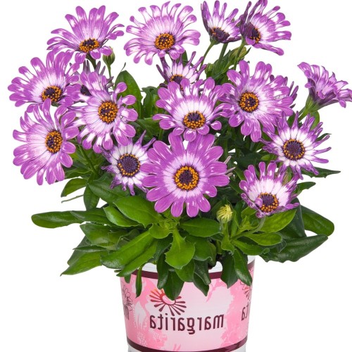 Osteospermum 'Margarita Purple Spoon' - Kuldkakar 'Margarita Purple Spoon' P9/0,55L